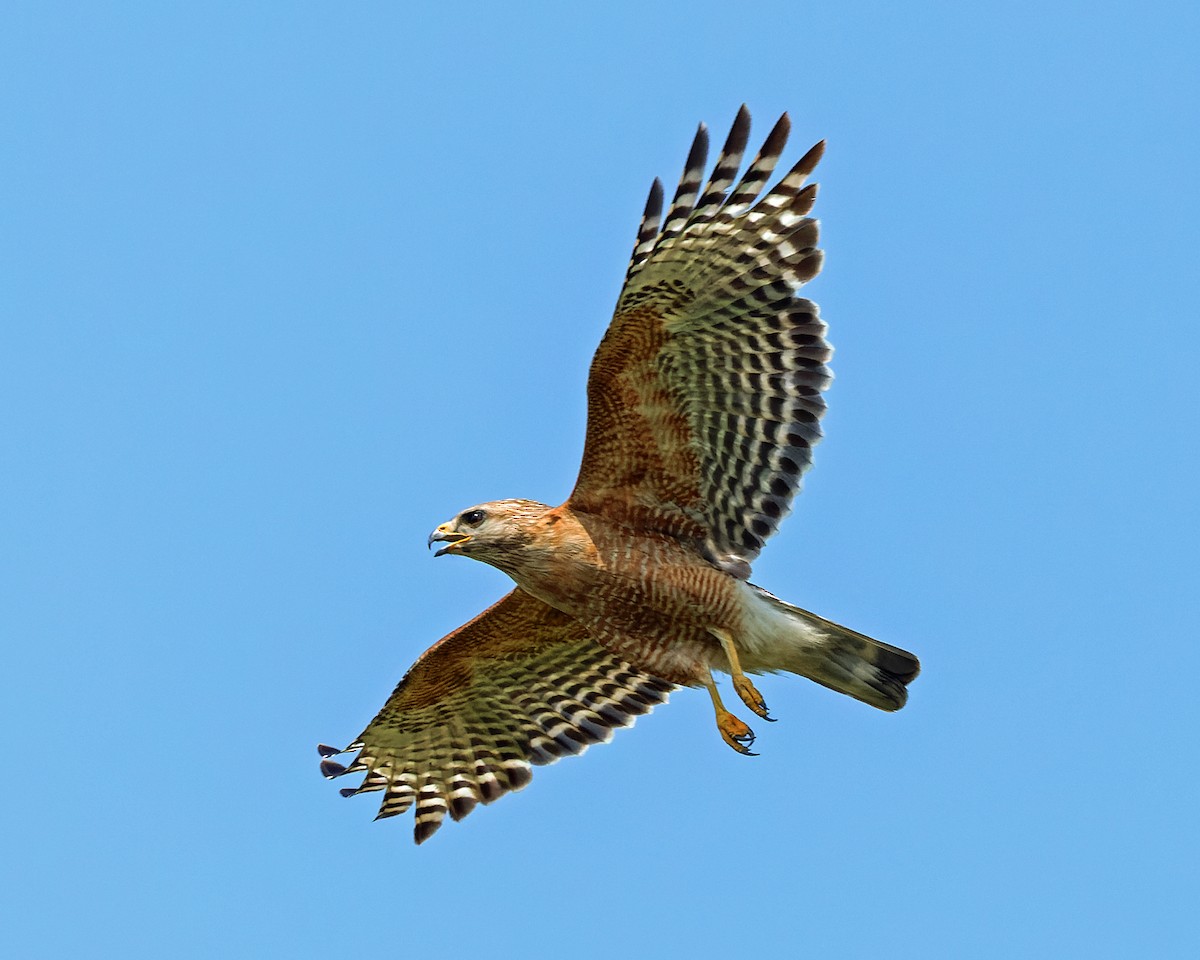 Red-shouldered Hawk - Karl H (Hoeff ka)