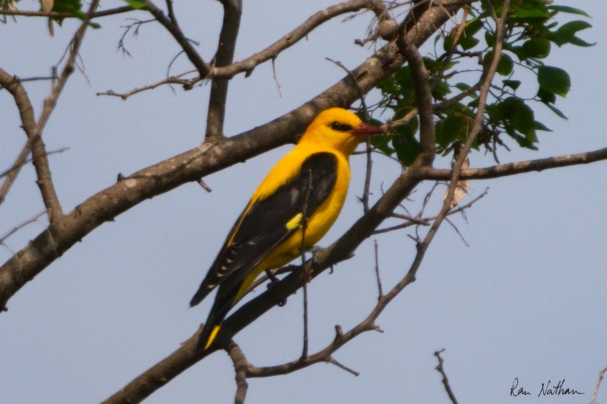 Eurasian Golden Oriole - Ran Nathan