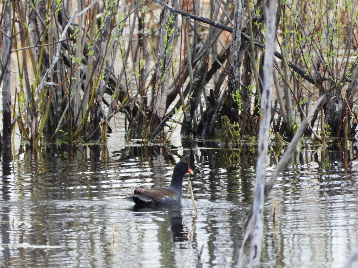 Common Gallinule - Serge Benoit