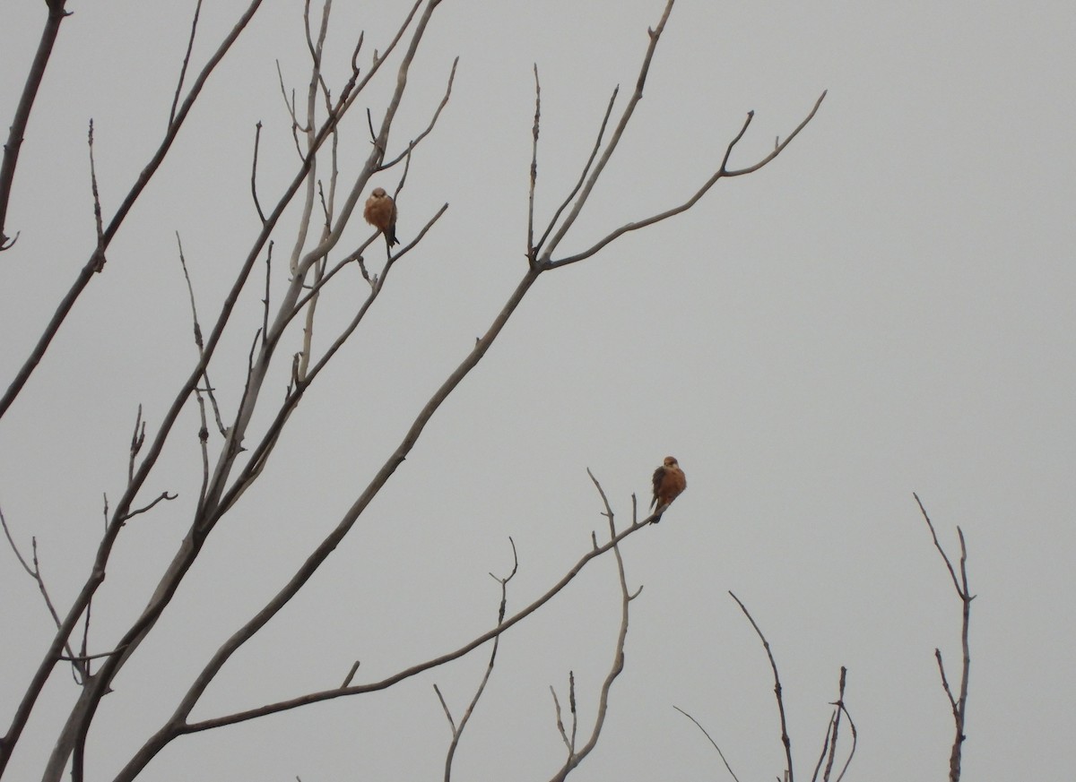 Red-footed Falcon - ML618276403