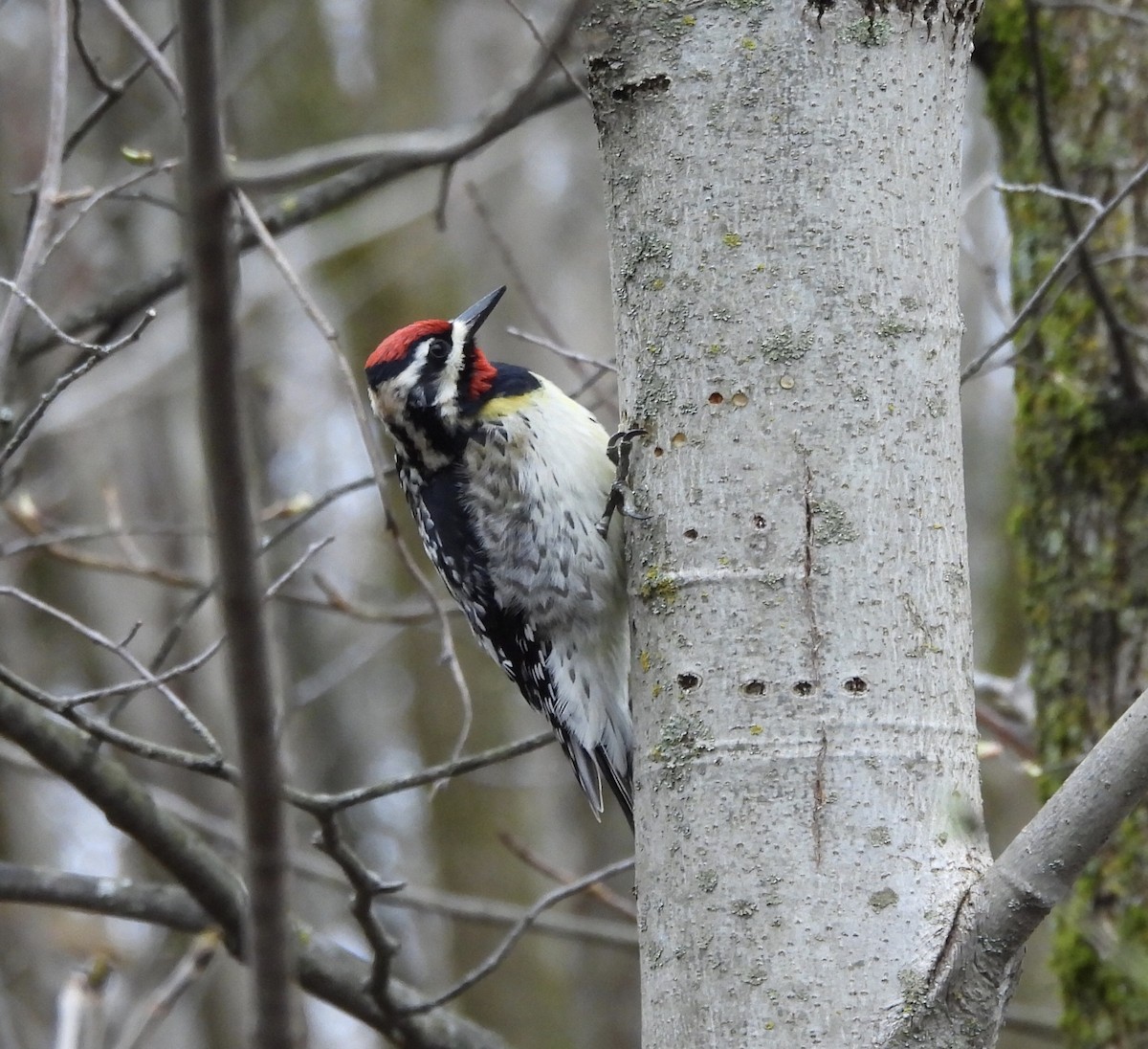 Yellow-bellied Sapsucker - ML618276440
