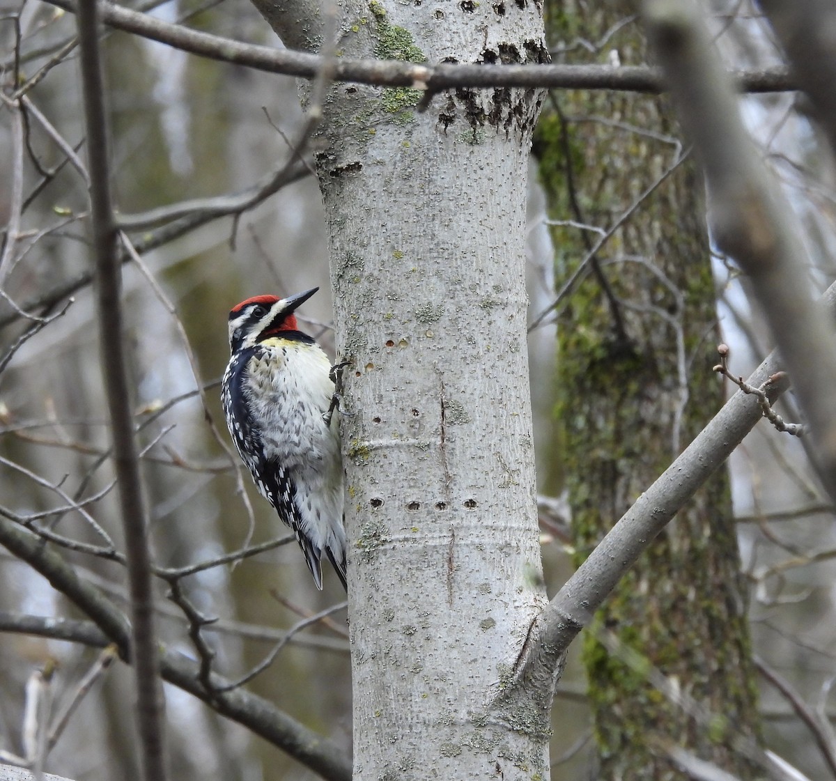 Yellow-bellied Sapsucker - Michelle Bélanger