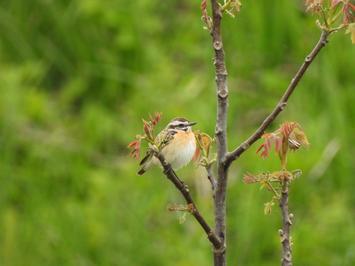 Whinchat - ML618276464