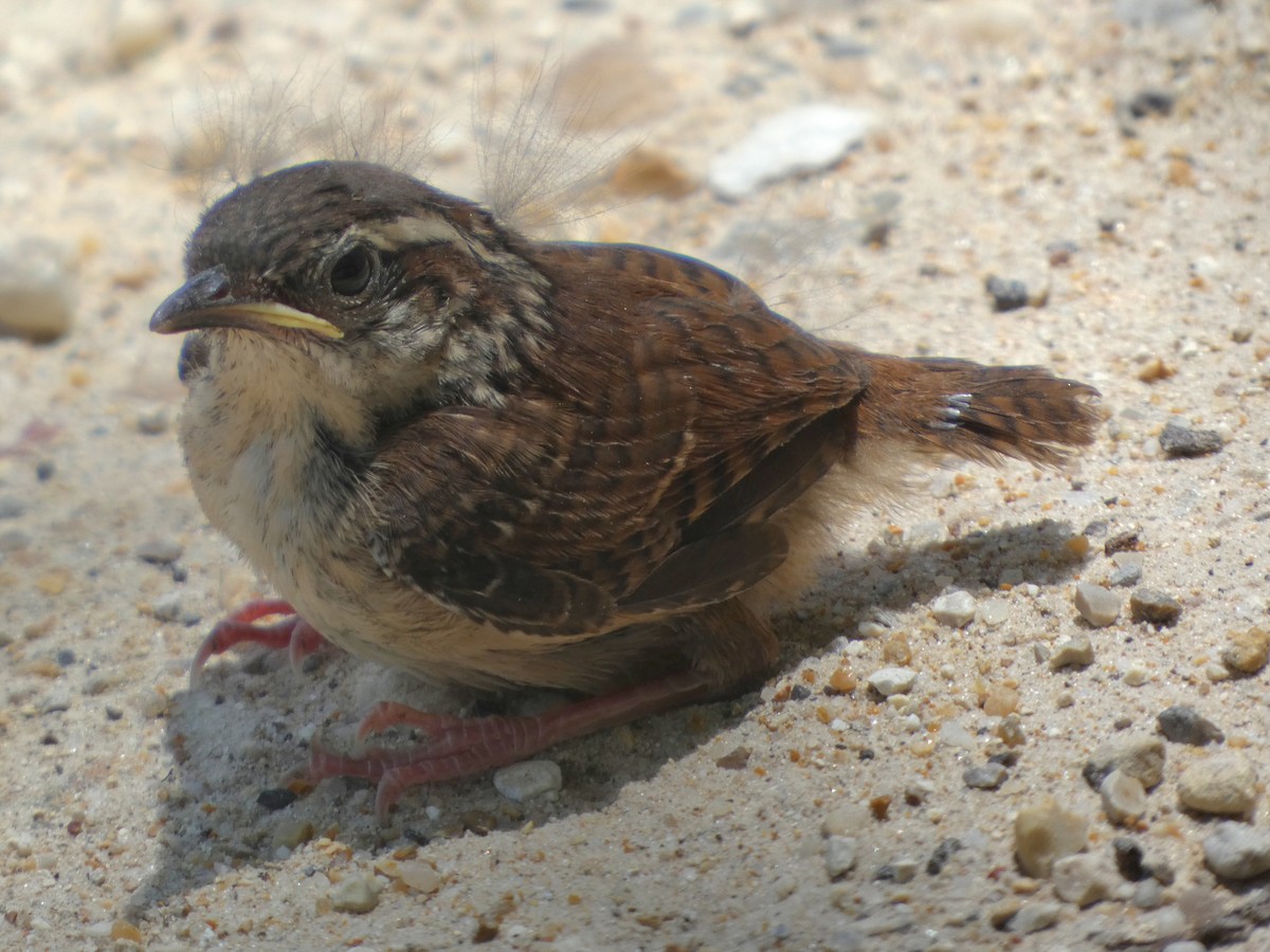 Carolina Wren - Gerald Schill