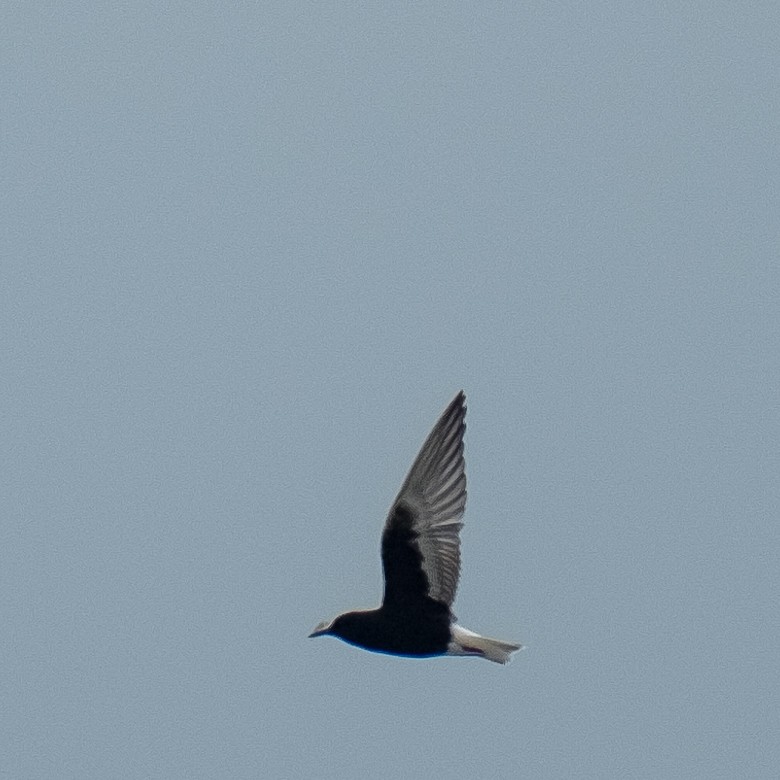 White-winged Tern - ML618276475