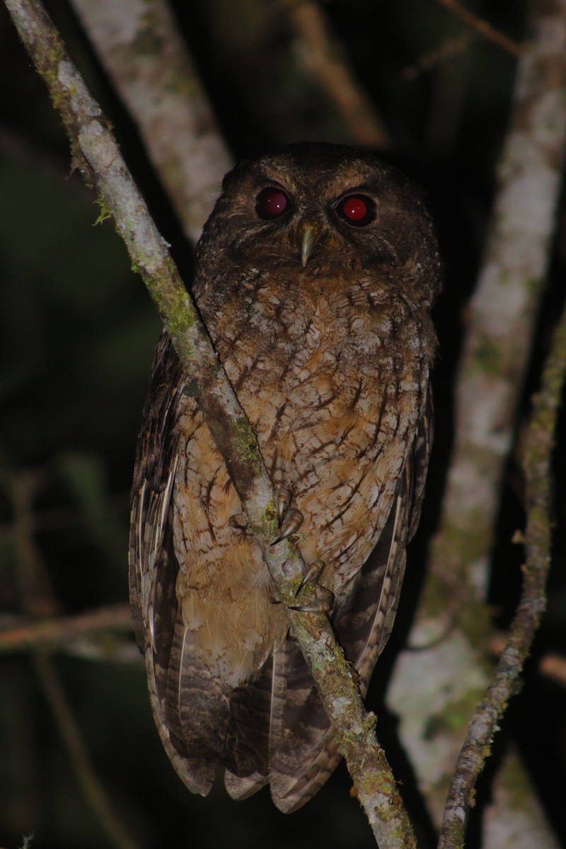 Rufescent Screech-Owl - Daisy Utitiaj Nunink