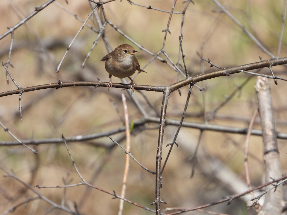 House Wren - ML618276491