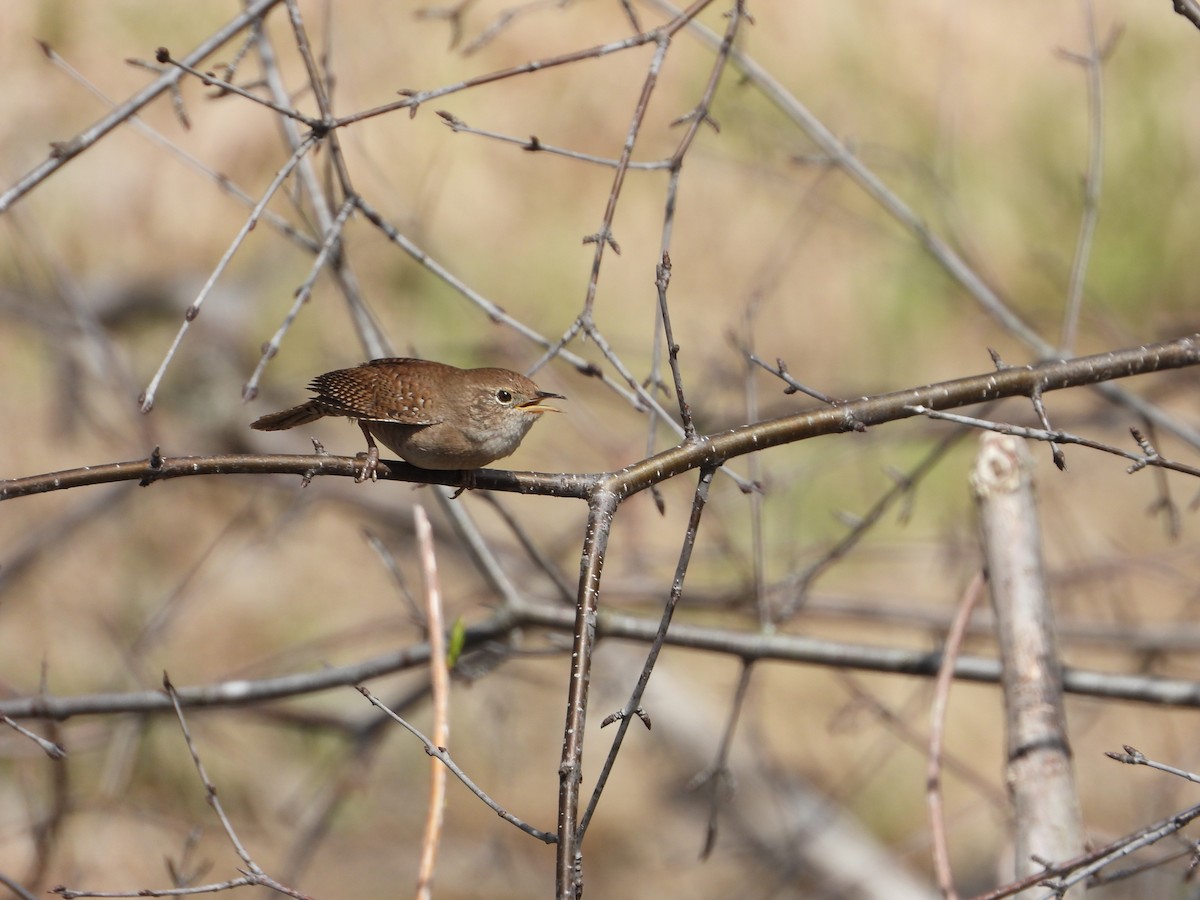 House Wren - ML618276492