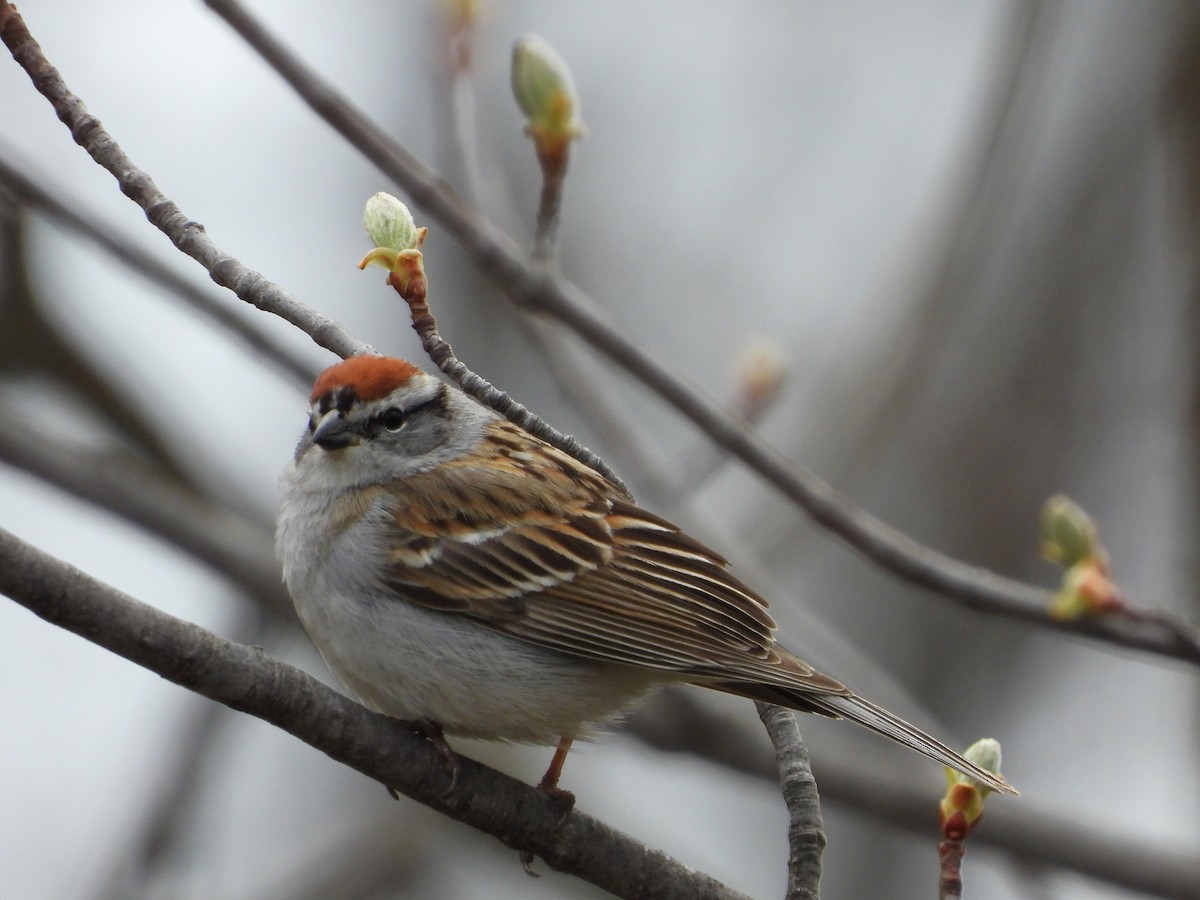 Chipping Sparrow - ML618276506