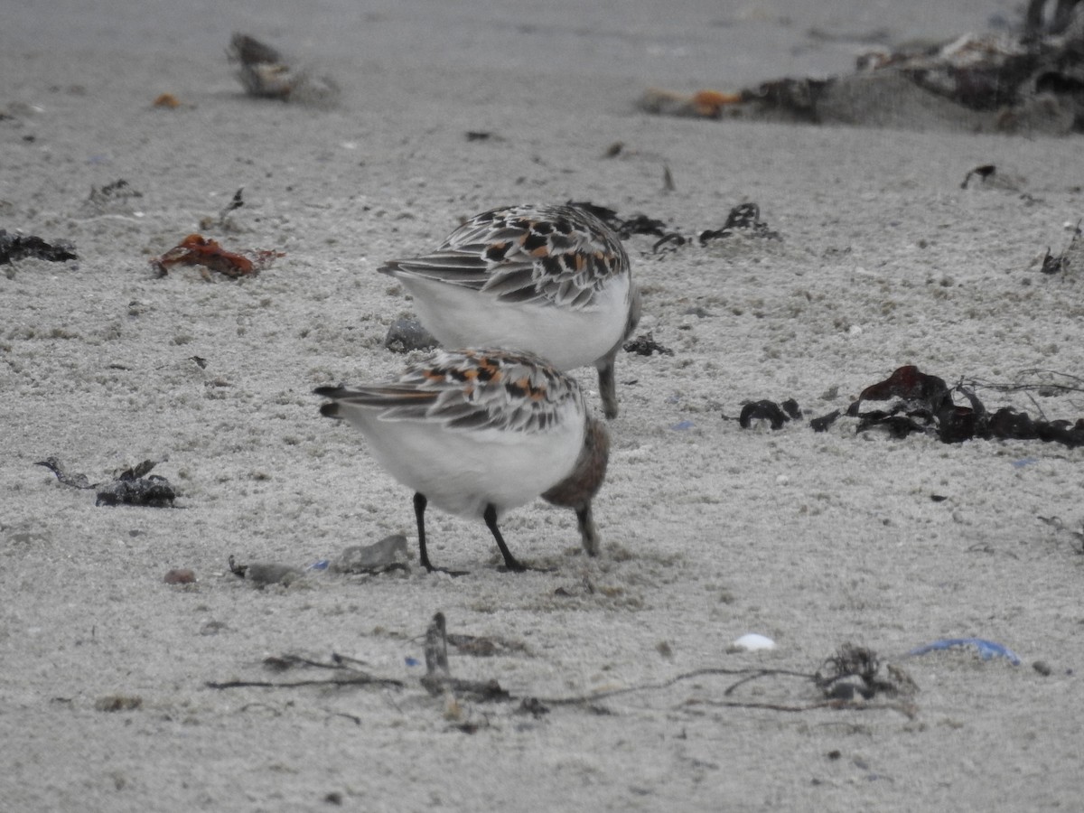 Sanderling - ML61827651