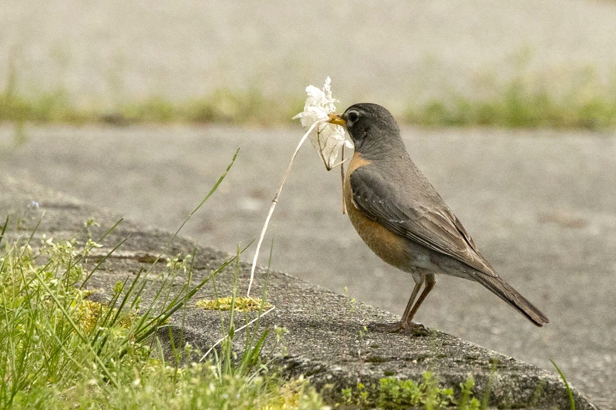 American Robin - Michael Bowen