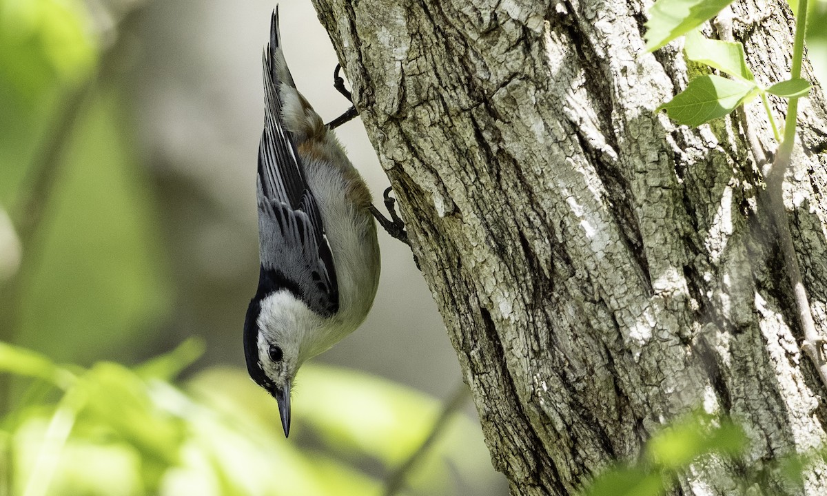 White-breasted Nuthatch - Brad Heath