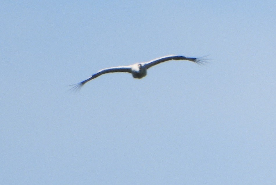 Common Crane - Jiří Šafránek