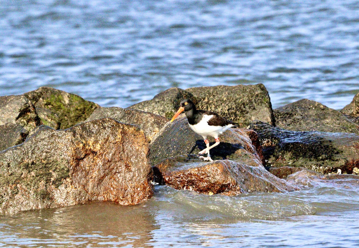 American Oystercatcher - Jessica Strimpfel