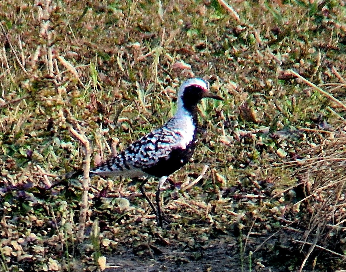 Black-bellied Plover - Alan  Hitchings