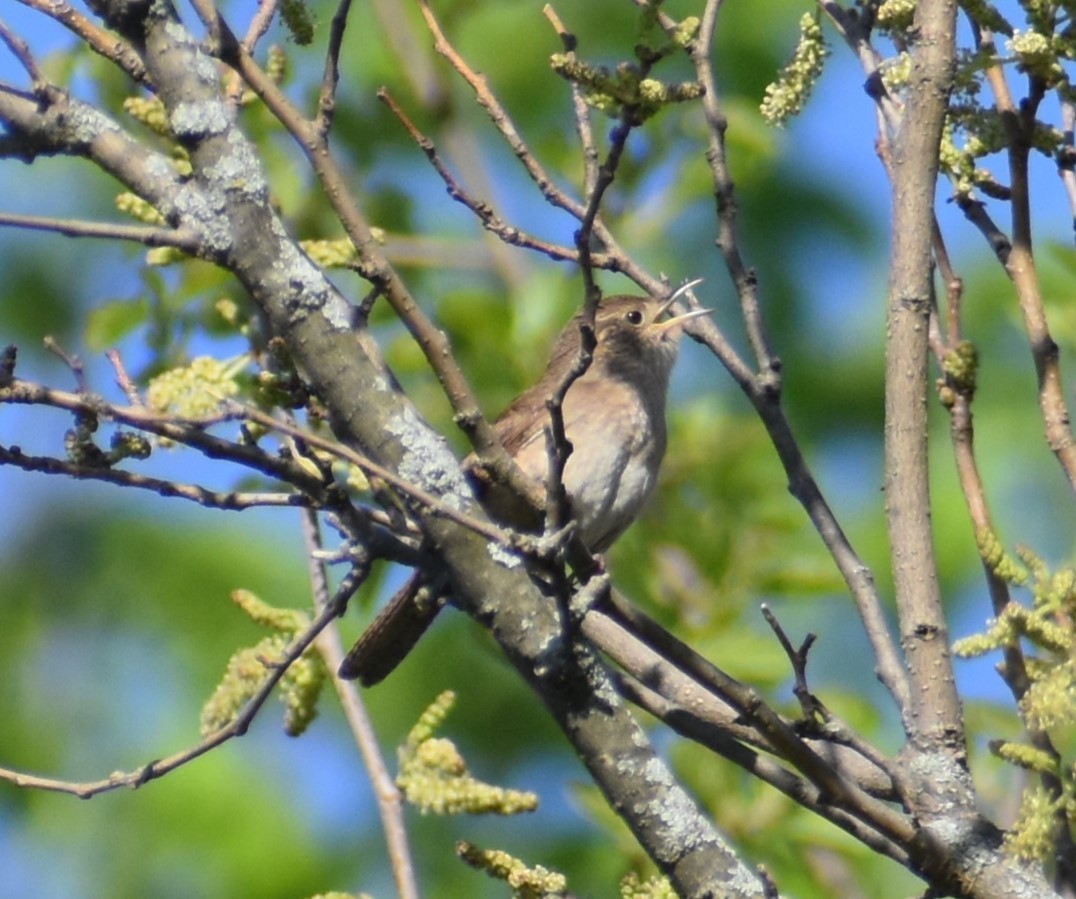 House Wren - Luis Munoz