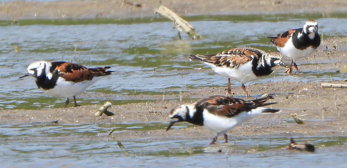 Ruddy Turnstone - Jiří Šafránek