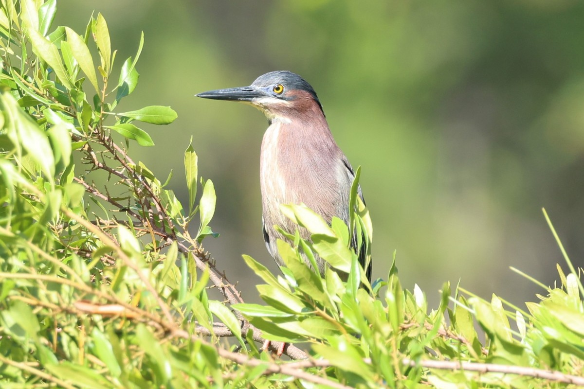 Green Heron - Clare Shannon