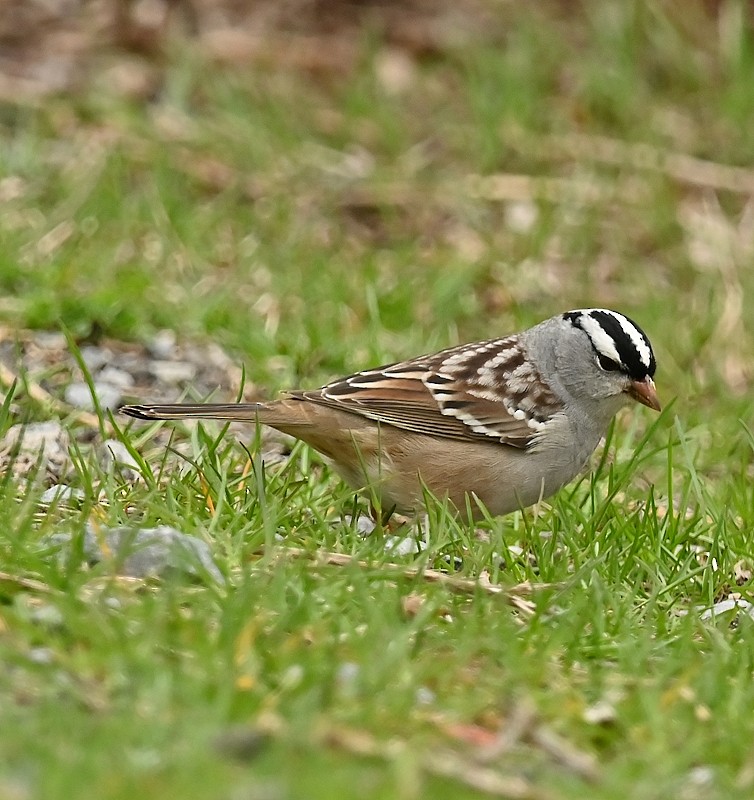 White-crowned Sparrow - Regis Fortin