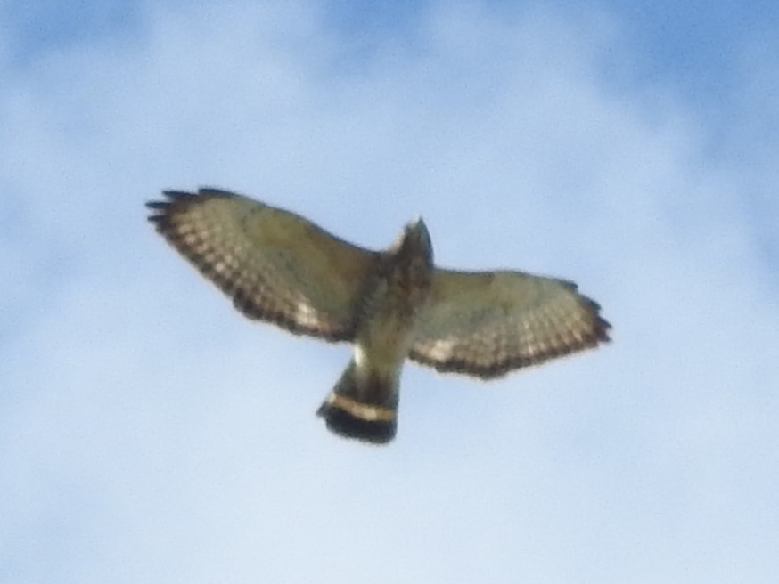 Broad-winged Hawk - ML618276610