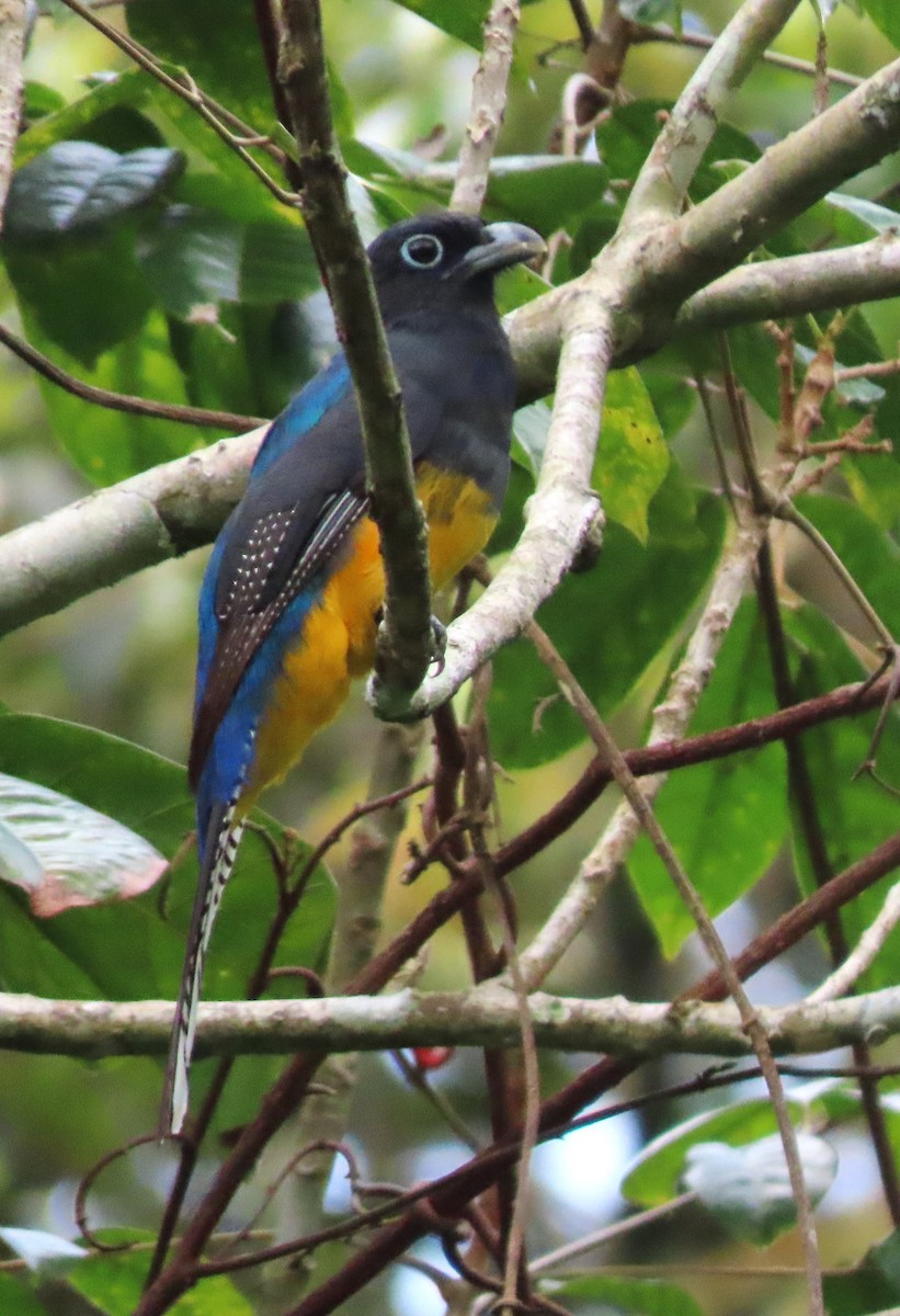 Green-backed Trogon - Rick Jacobsen