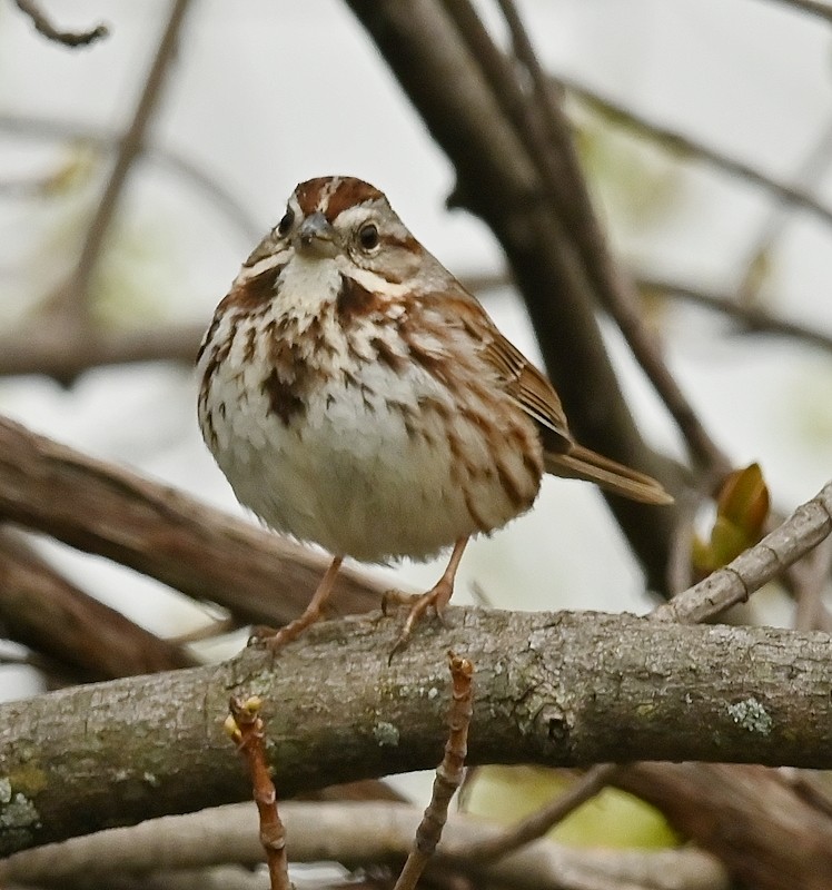 Song Sparrow - Regis Fortin