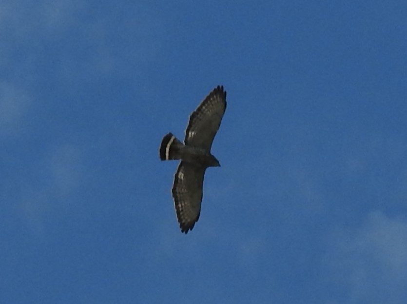 Broad-winged Hawk - ML618276620