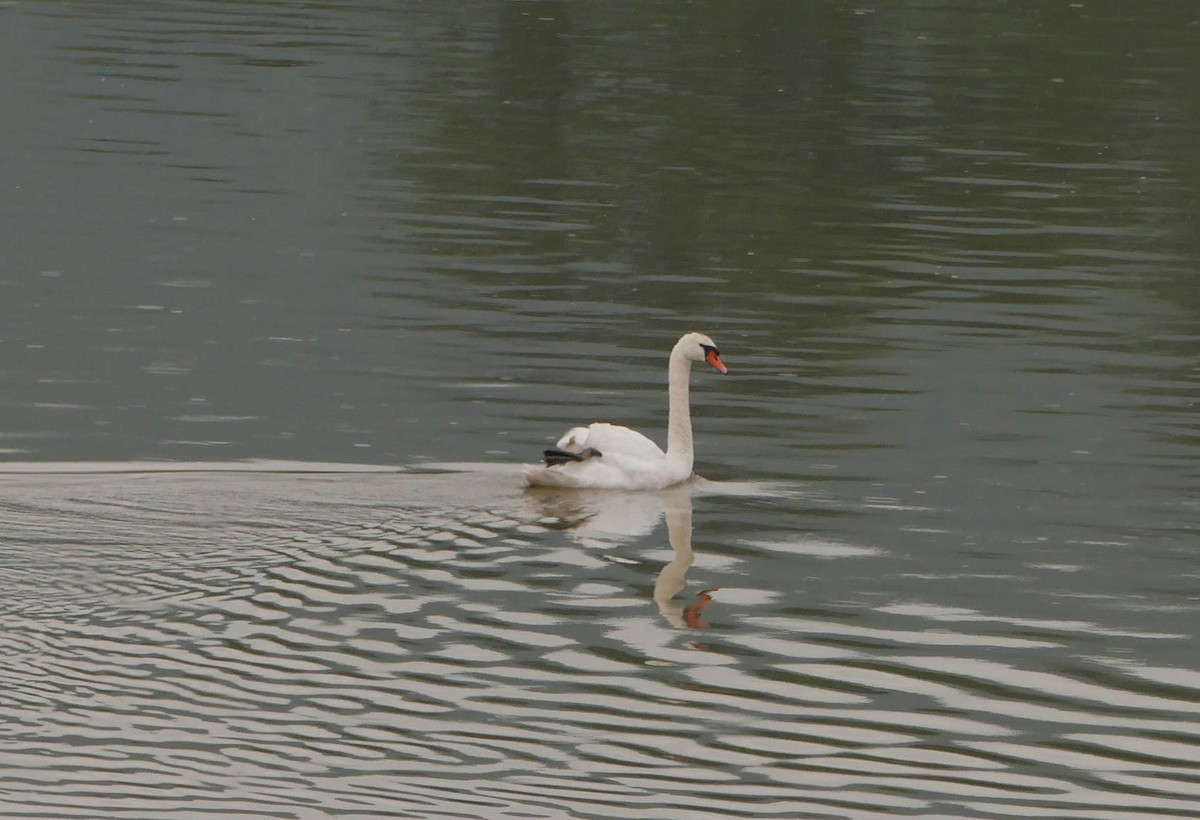 Mute Swan - ML618276628