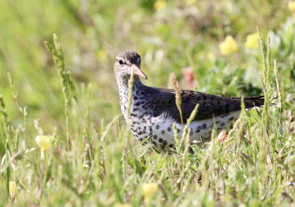 Spotted Sandpiper - Jessica Strimpfel