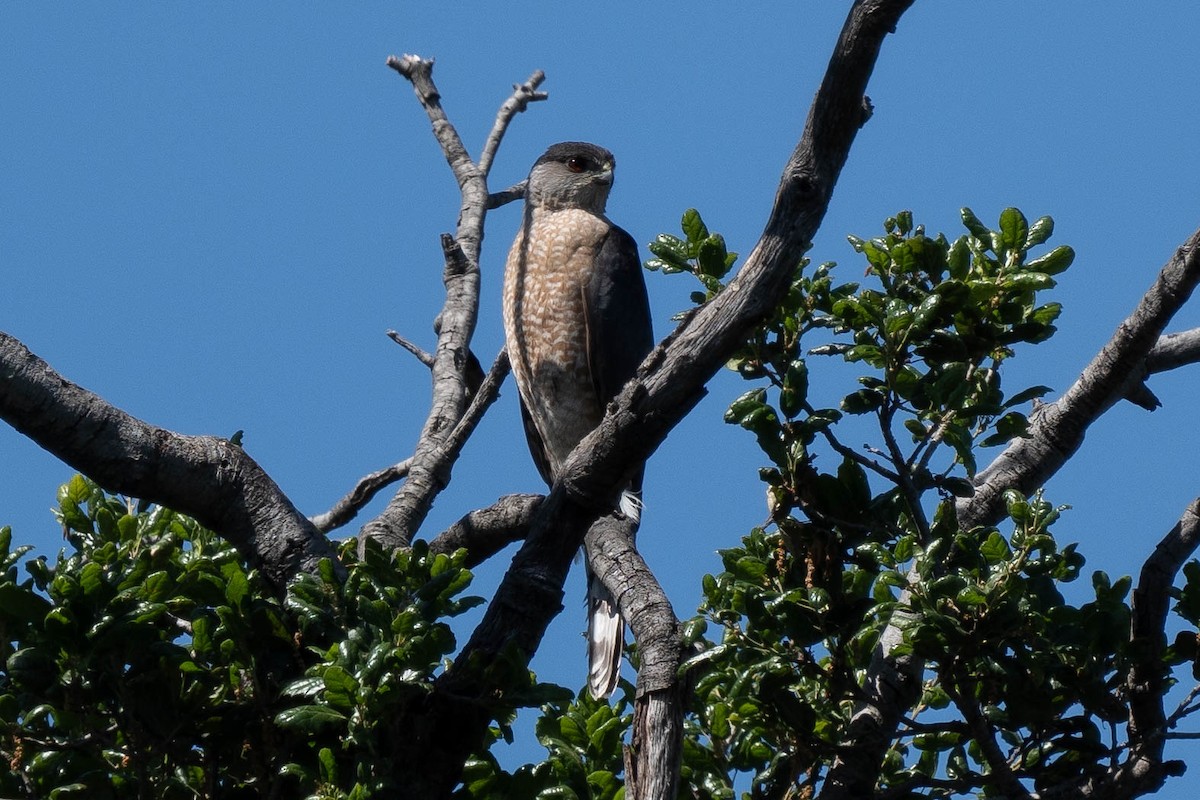 Cooper's Hawk - Thomas Van Huss