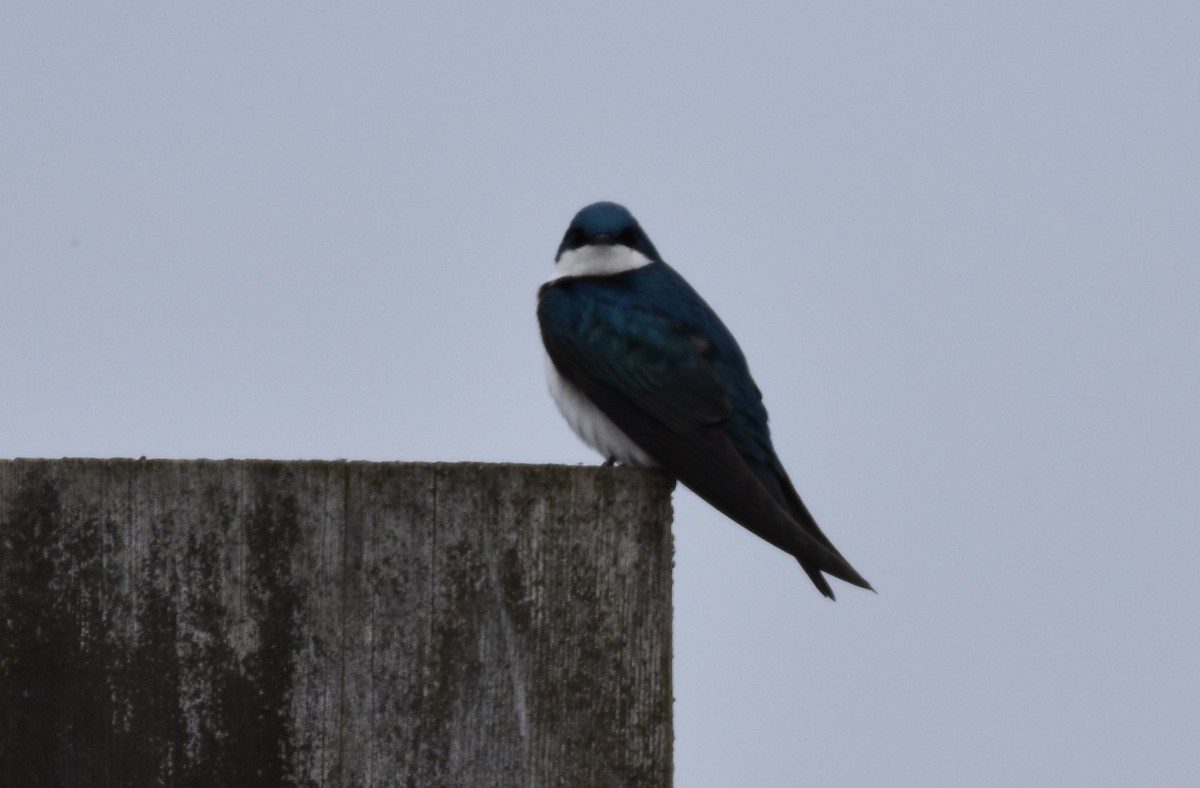 Tree Swallow - Garry Waldram