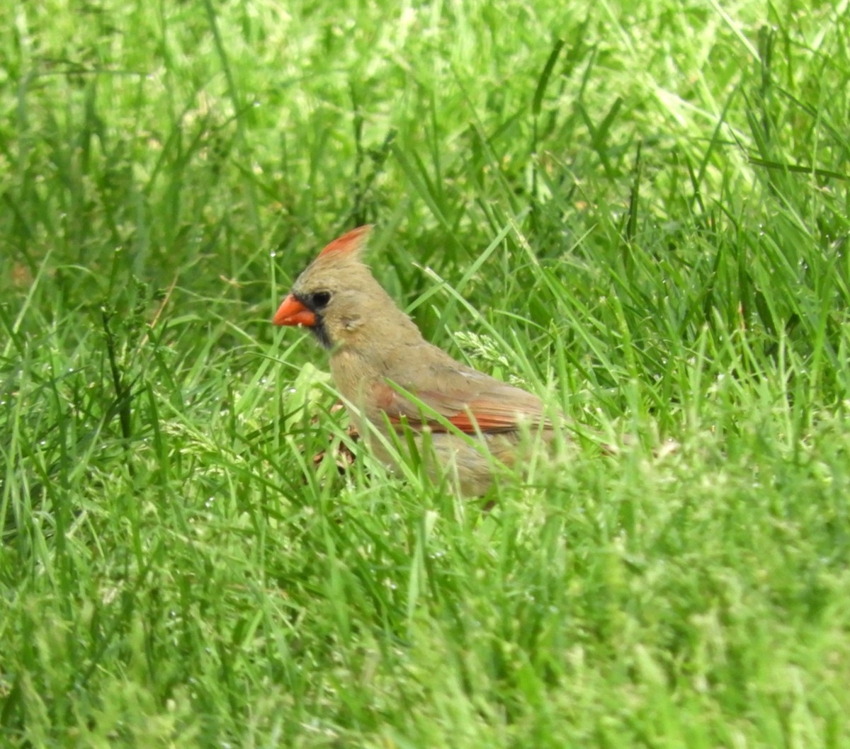 Northern Cardinal - ML618276655