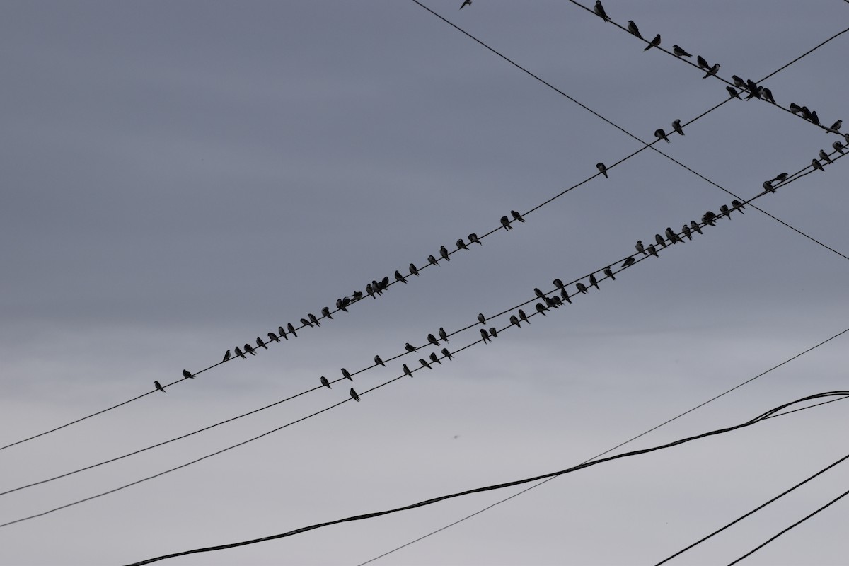 Tree Swallow - Garry Waldram