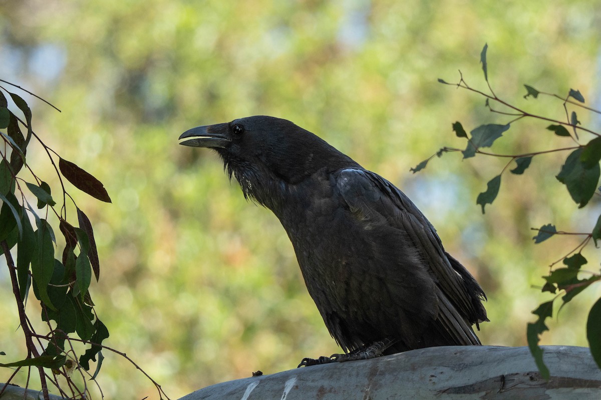 Common Raven - Thomas Van Huss