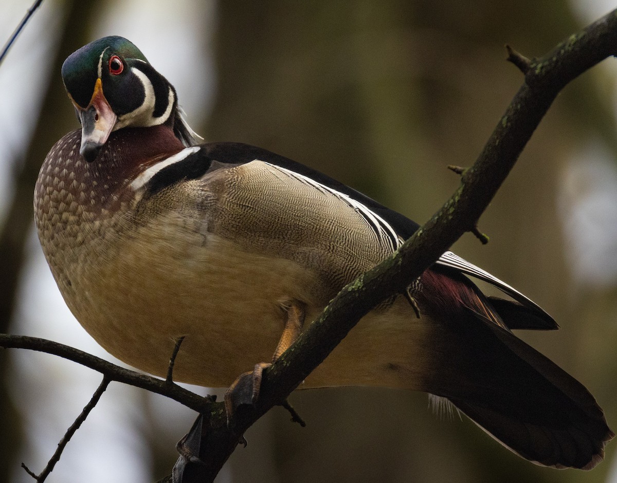 Wood Duck - ML618276687