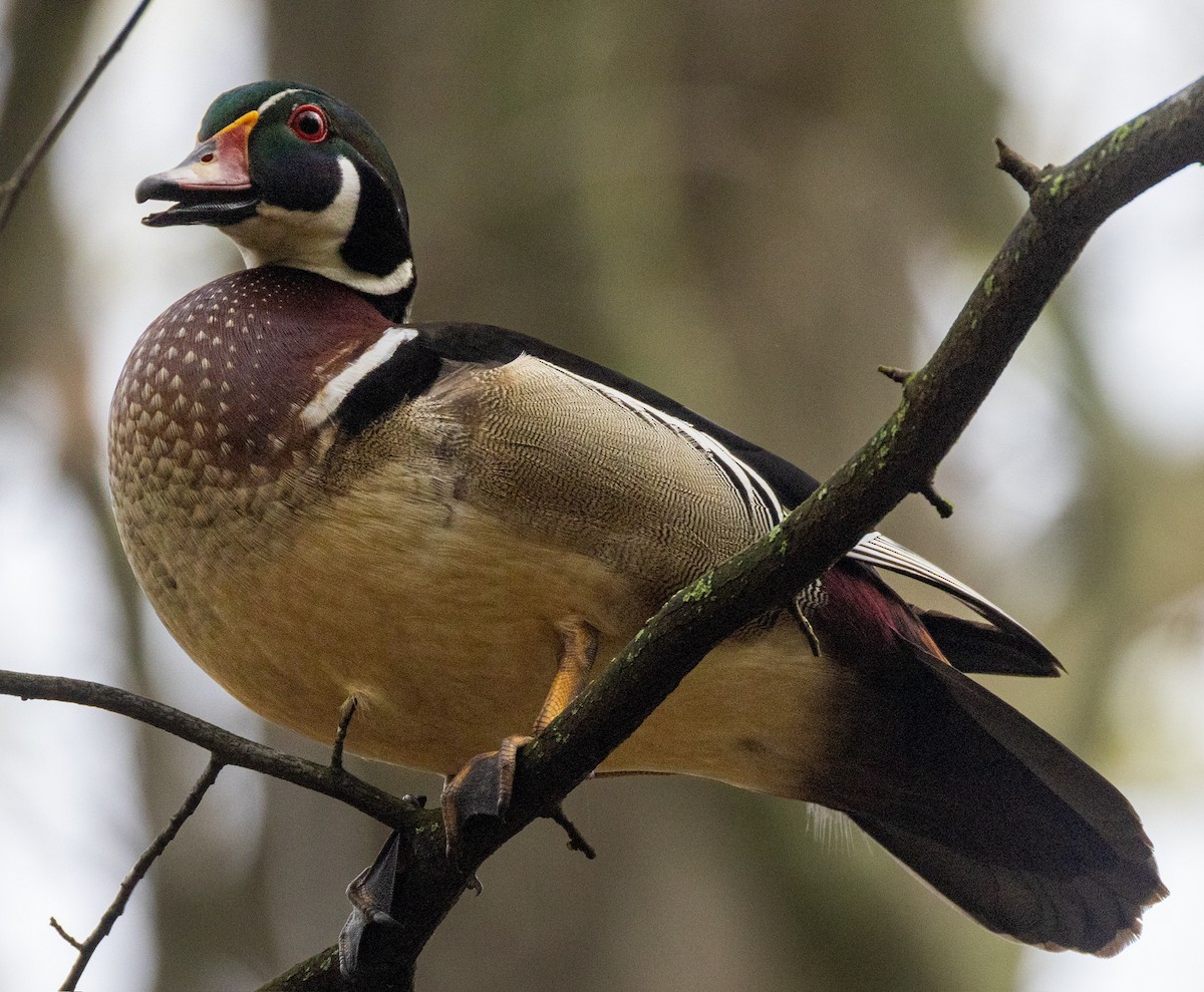 Wood Duck - ML618276688