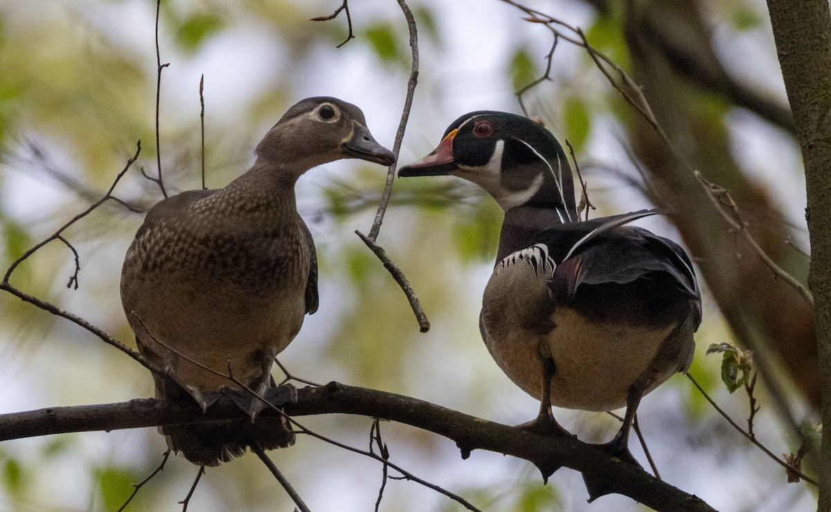 Wood Duck - L&J Meyer