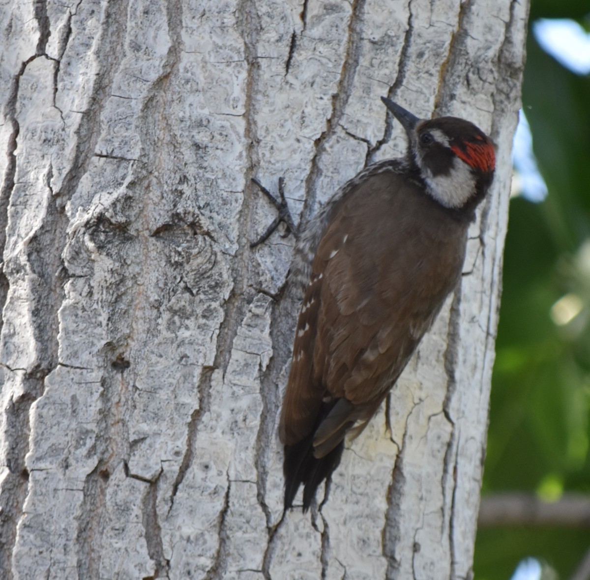 Arizona Woodpecker - Steve Nord