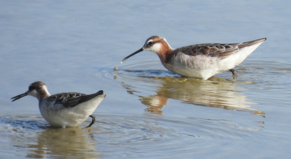 Wilson's Phalarope - ML618276717