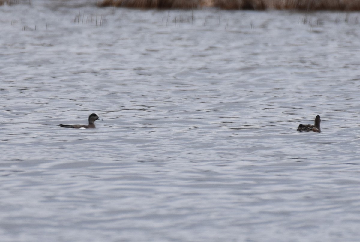 American Wigeon - Garry Waldram