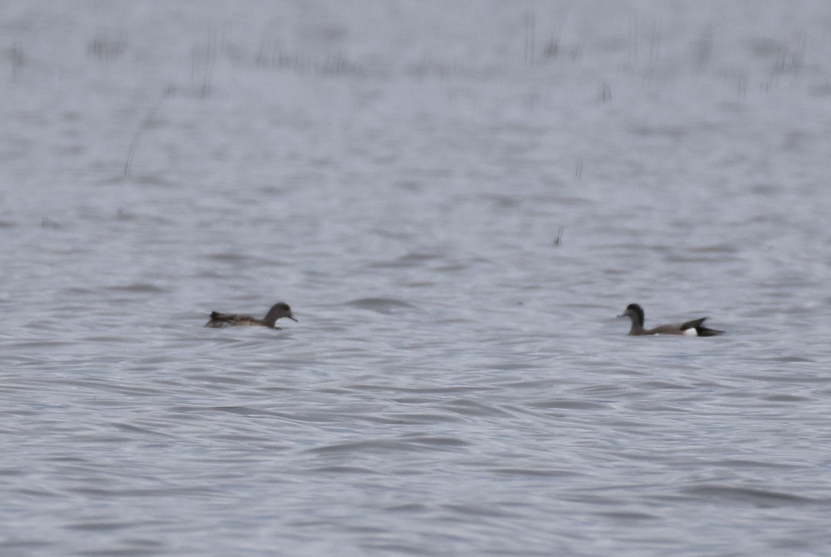 American Wigeon - Garry Waldram