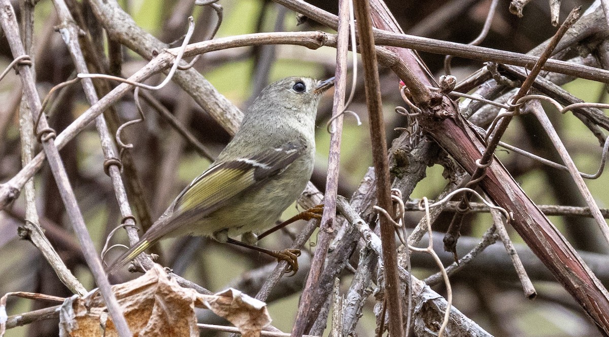 Ruby-crowned Kinglet - ML618276777