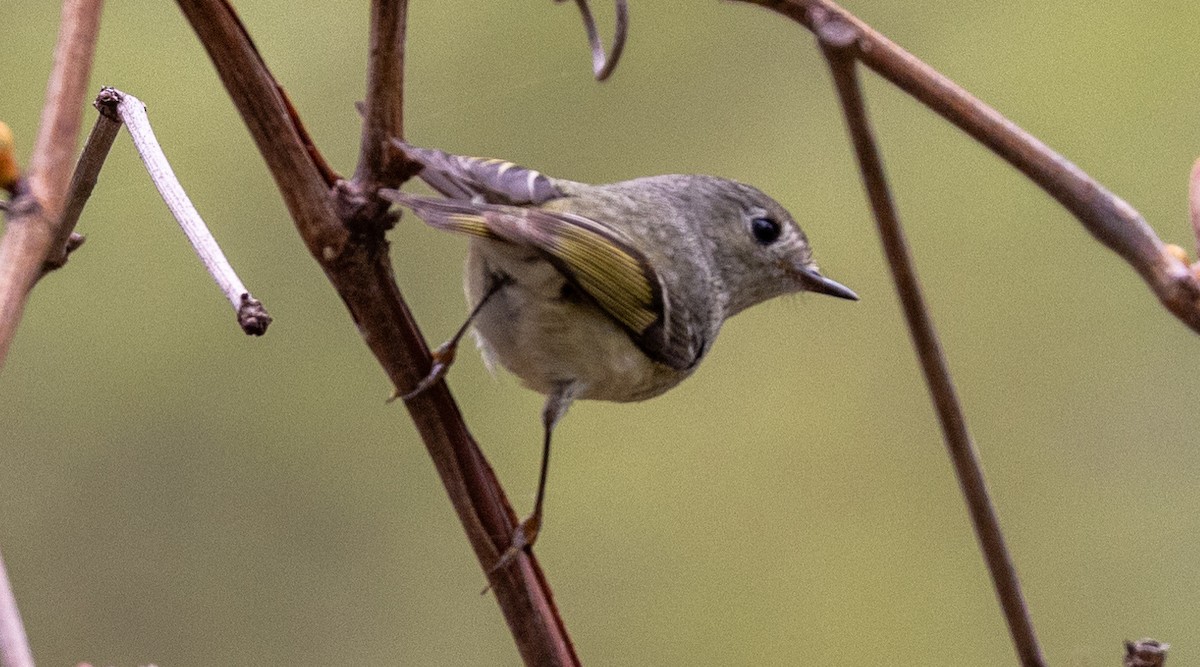 Ruby-crowned Kinglet - ML618276778