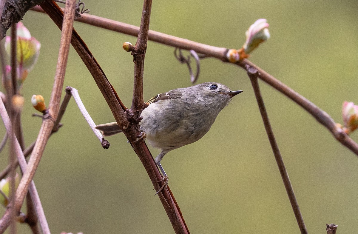 Ruby-crowned Kinglet - ML618276779