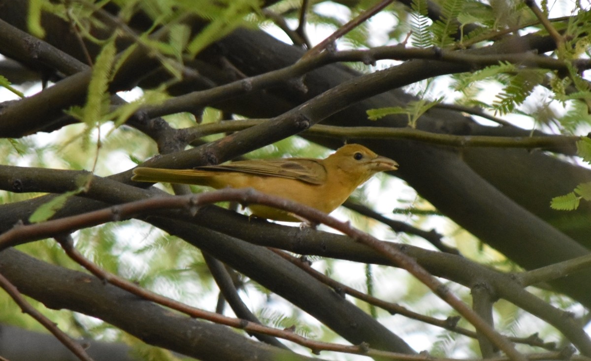 Summer Tanager - Steve Nord