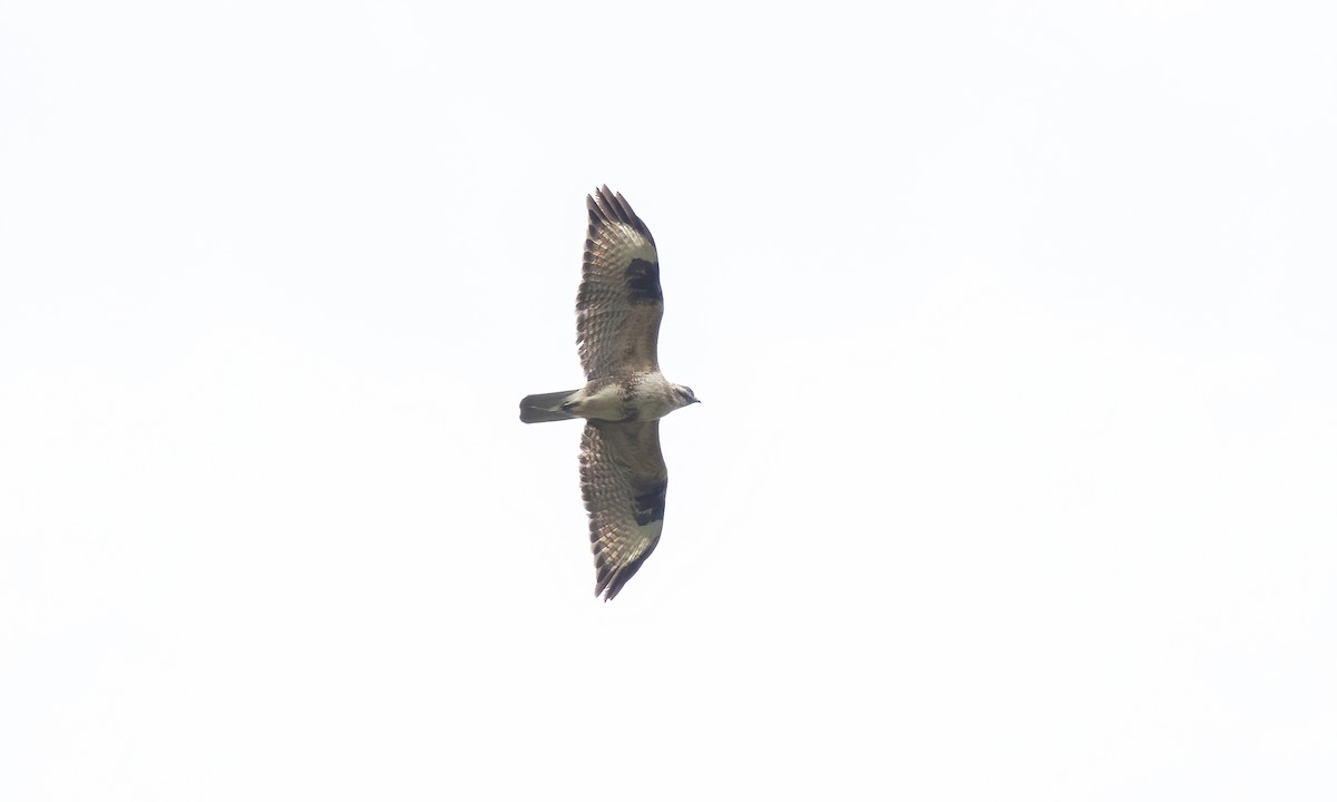 Eastern Buzzard - Paul Fenwick