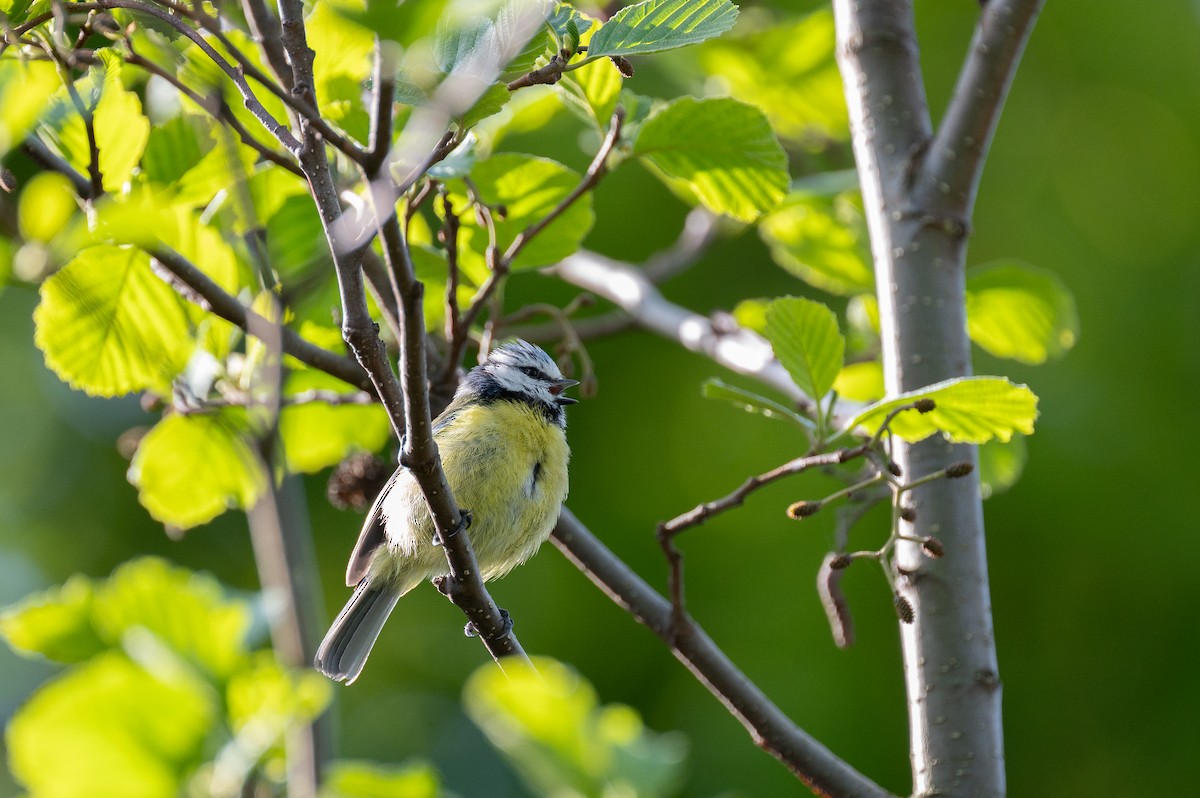 Eurasian Blue Tit - ML618276824