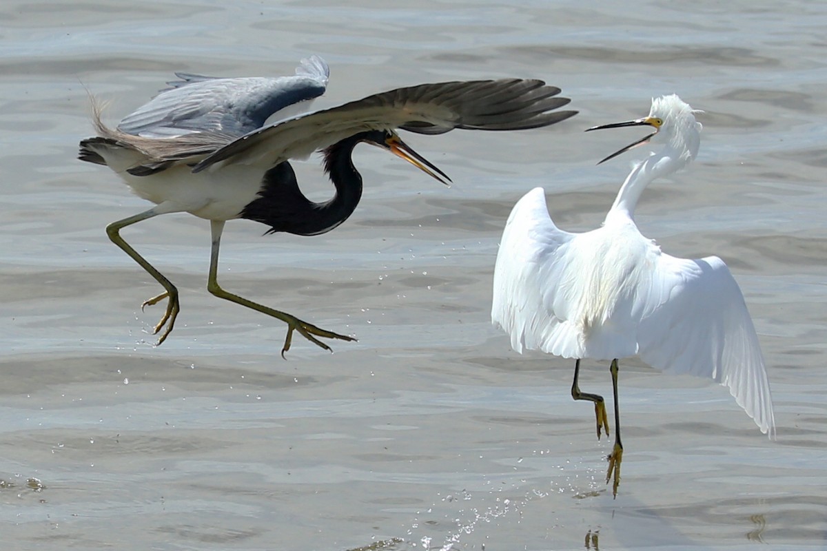 Tricolored Heron - Henry Mauer