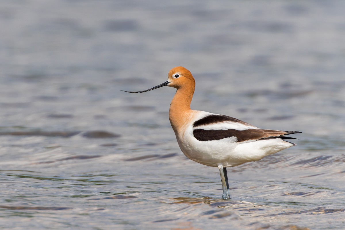 Avocette d'Amérique - ML618276888