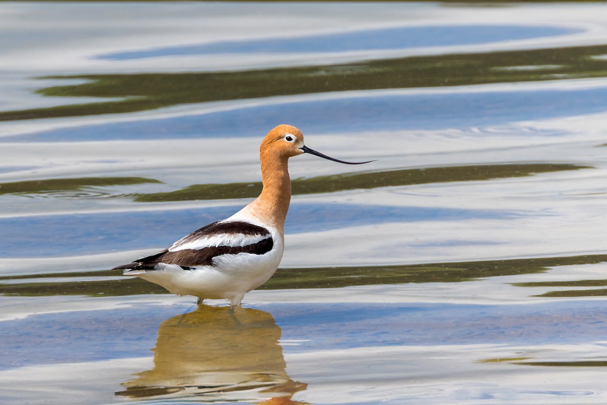 Avoceta Americana - ML618276889